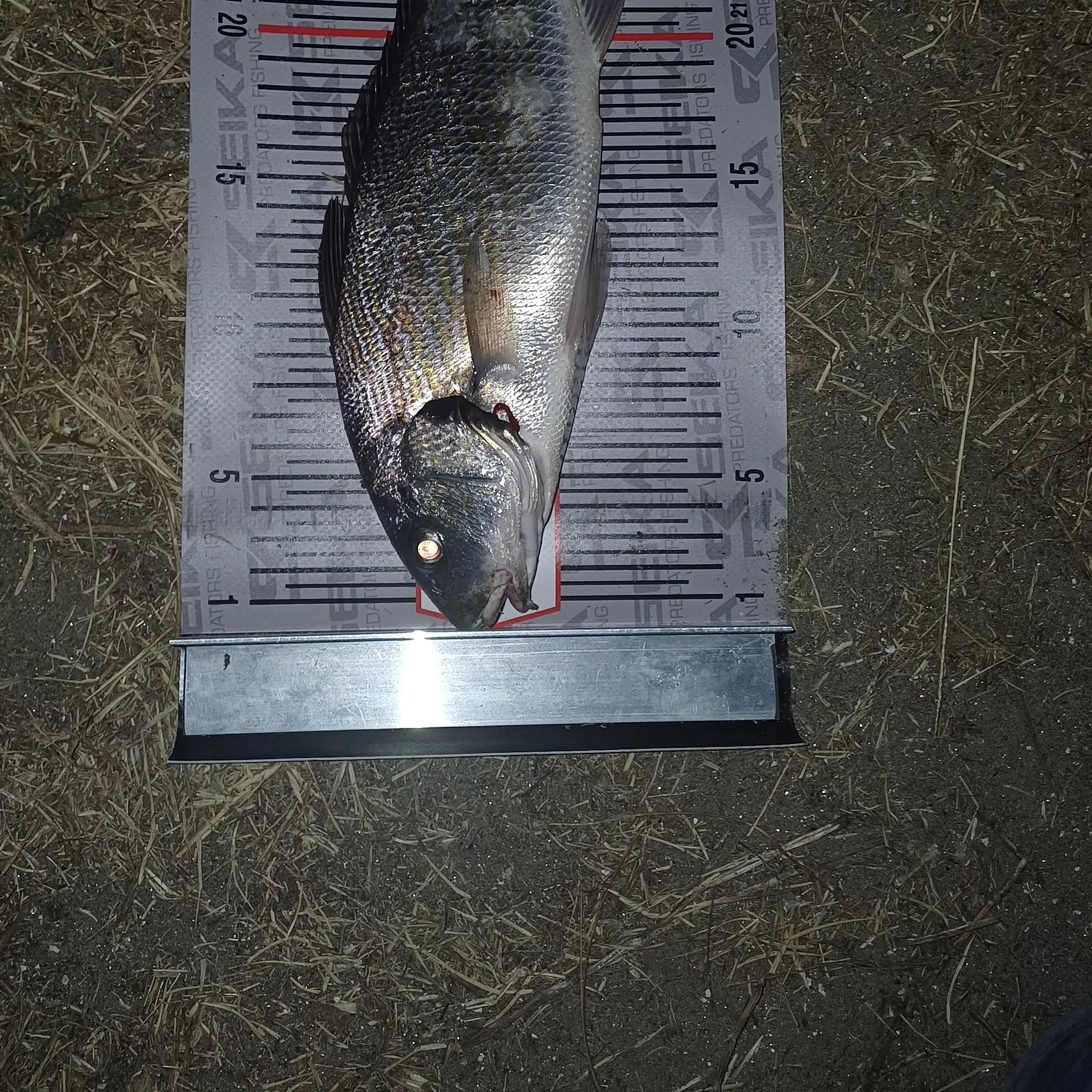 The most recent Shi drum catches on Fishbrain