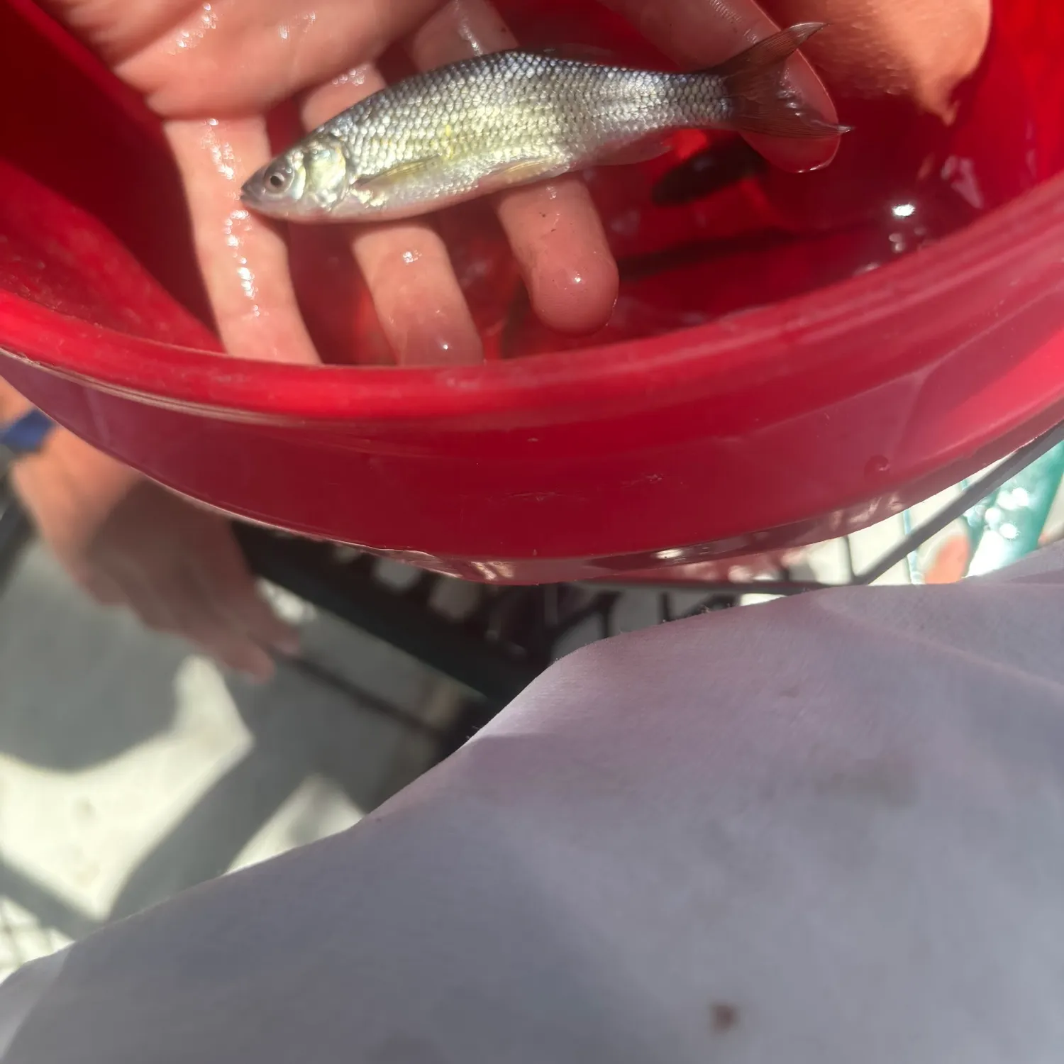 The most recent Whitetail shiner catches on Fishbrain
