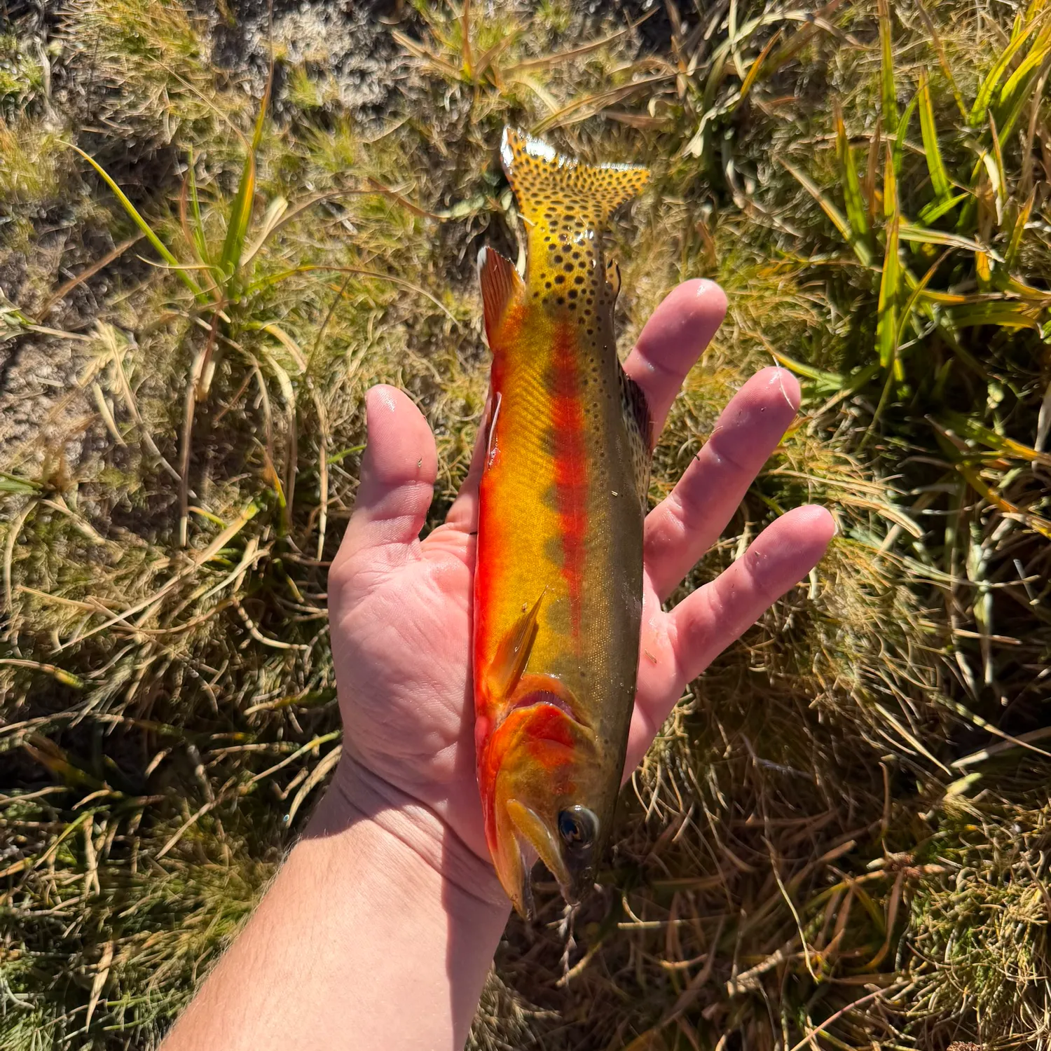 Golden trout caught on Fishbrain