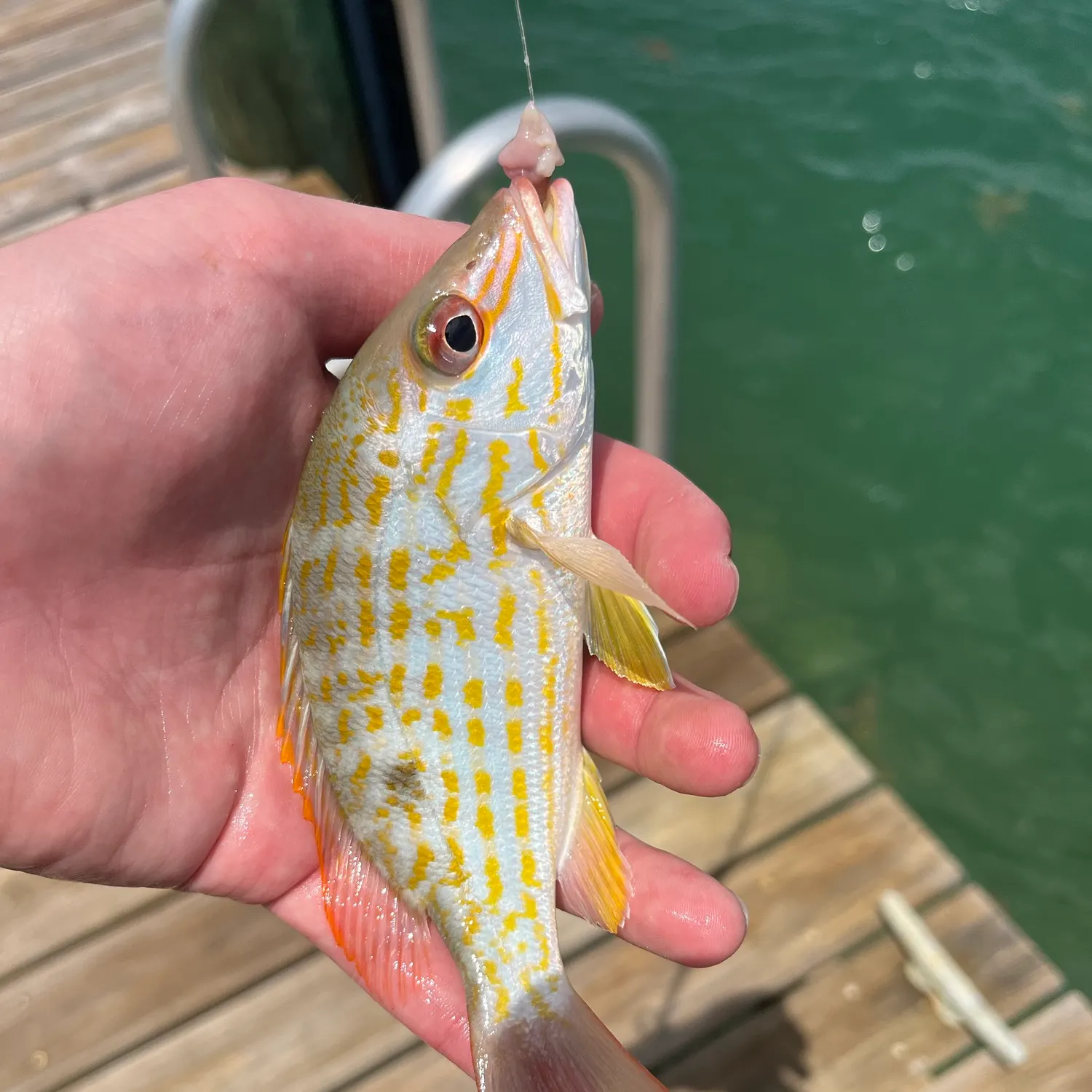 The most recent Lane snapper catches on Fishbrain