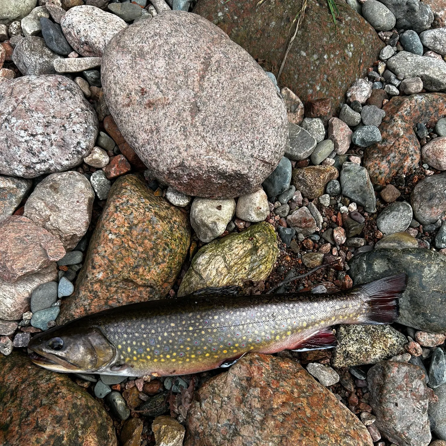 Brook trout caught on Fishbrain