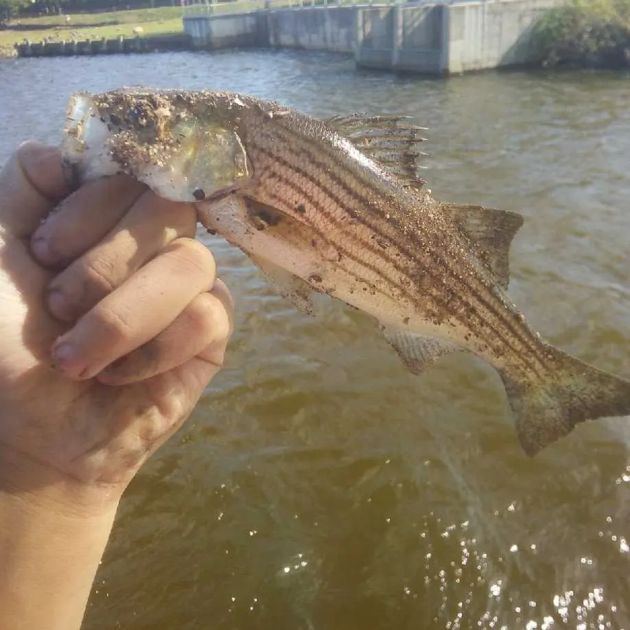Striped bass caught on Fishbrain