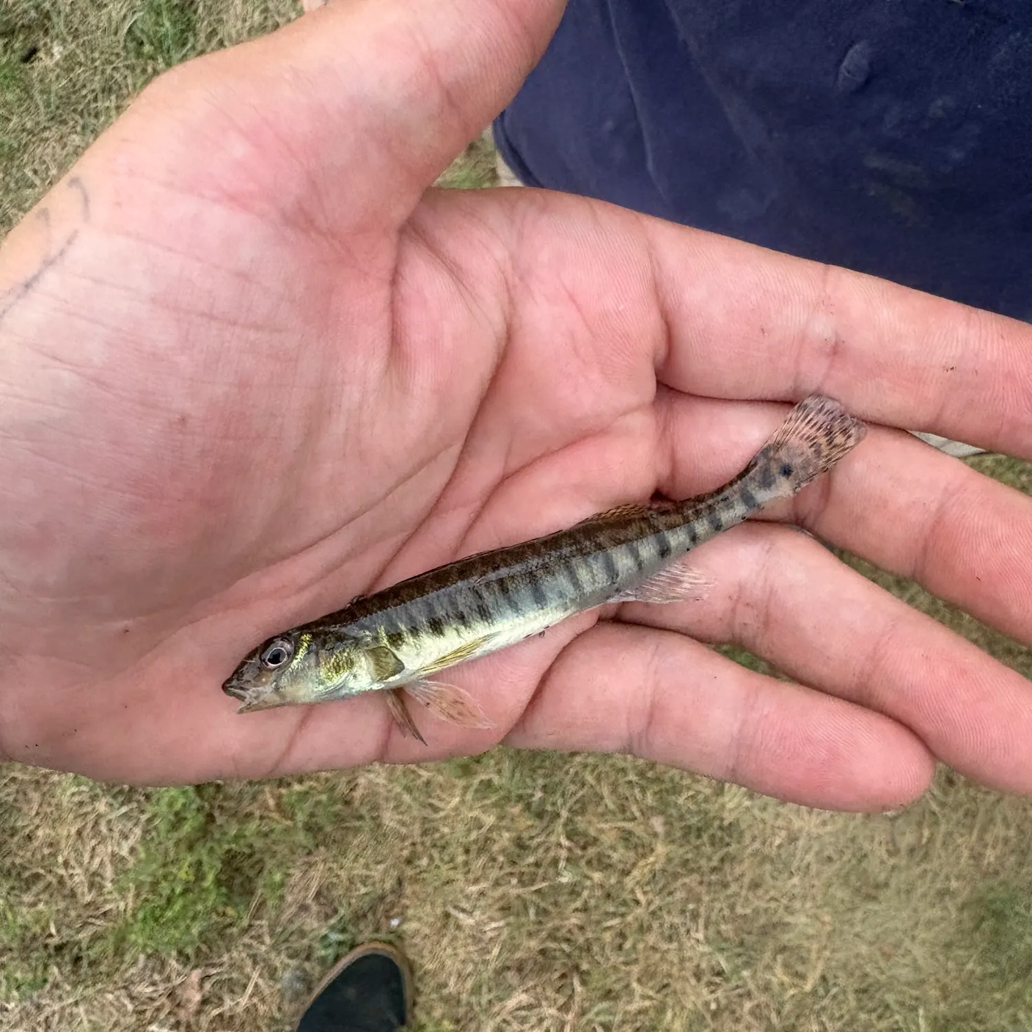 Common logperch caught on Fishbrain
