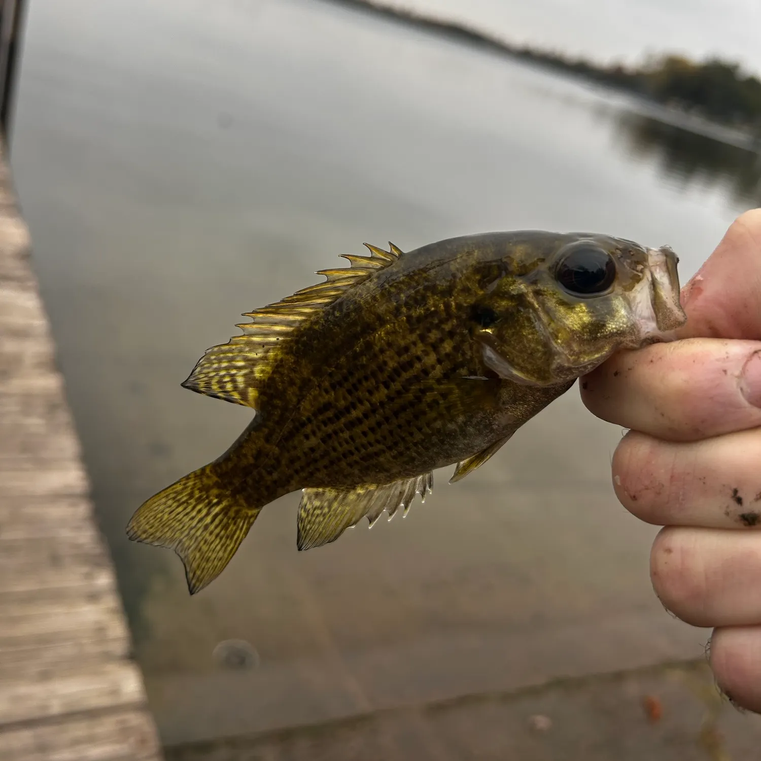 Rock bass caught on Fishbrain