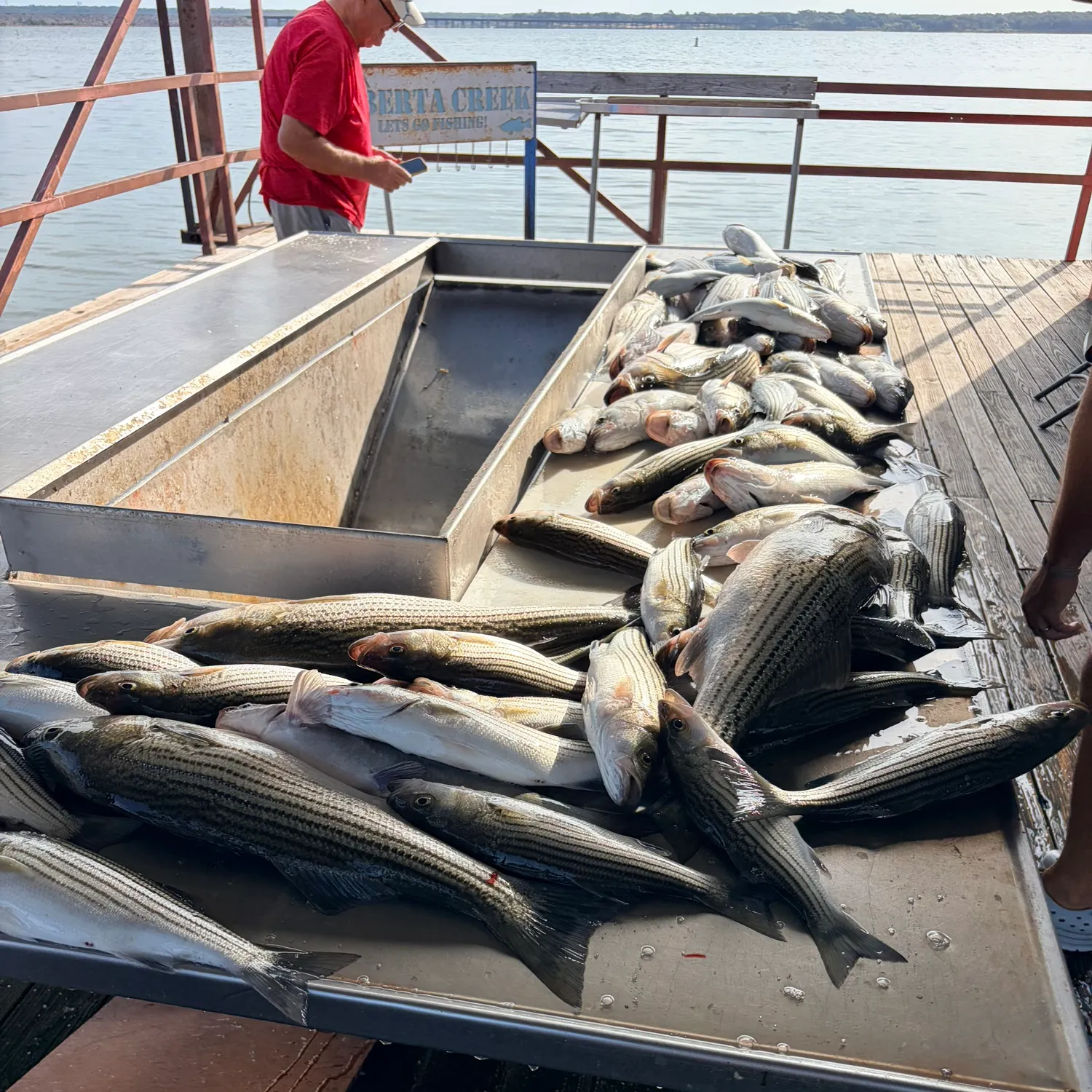 Striped bass caught on Fishbrain