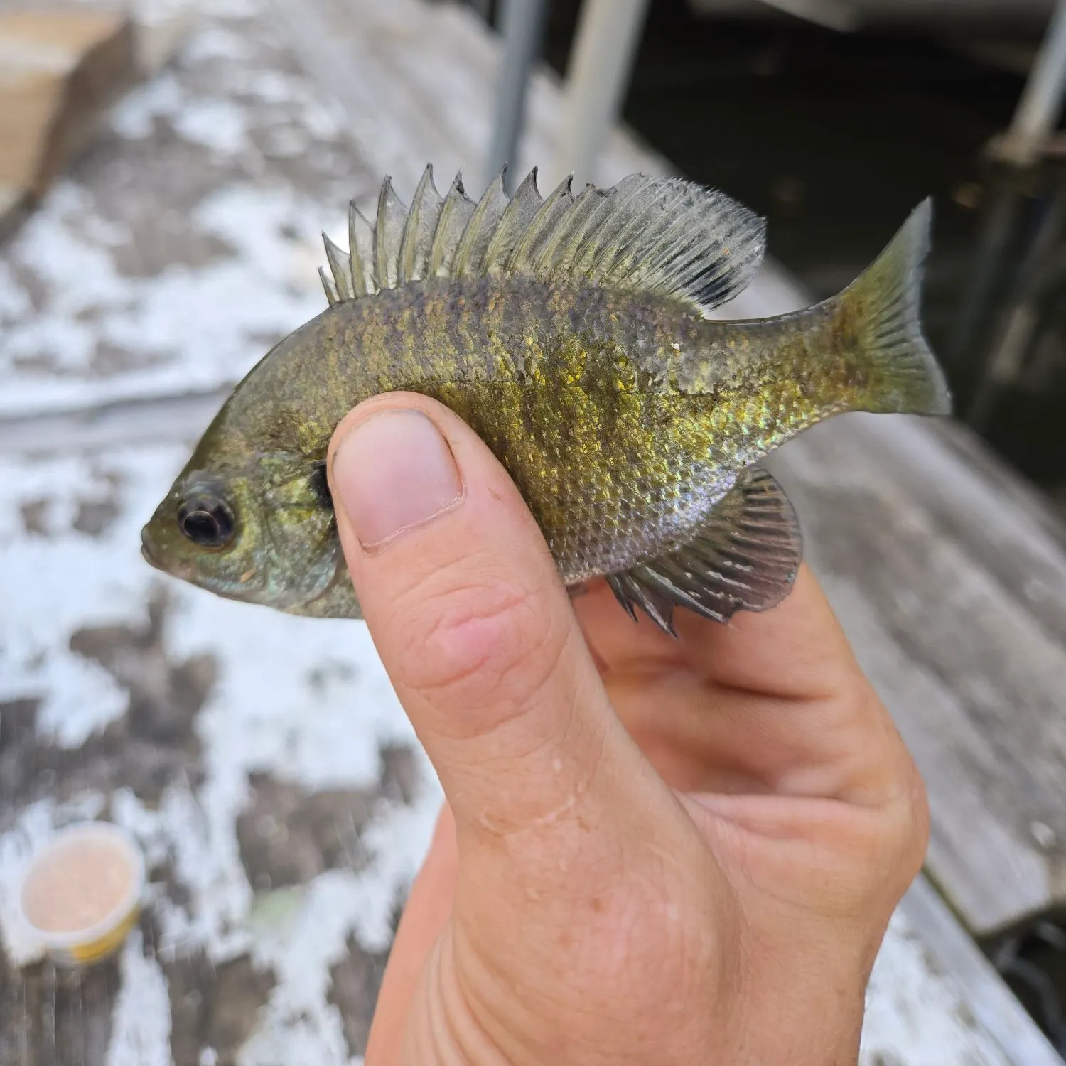 Bluegill caught on Fishbrain