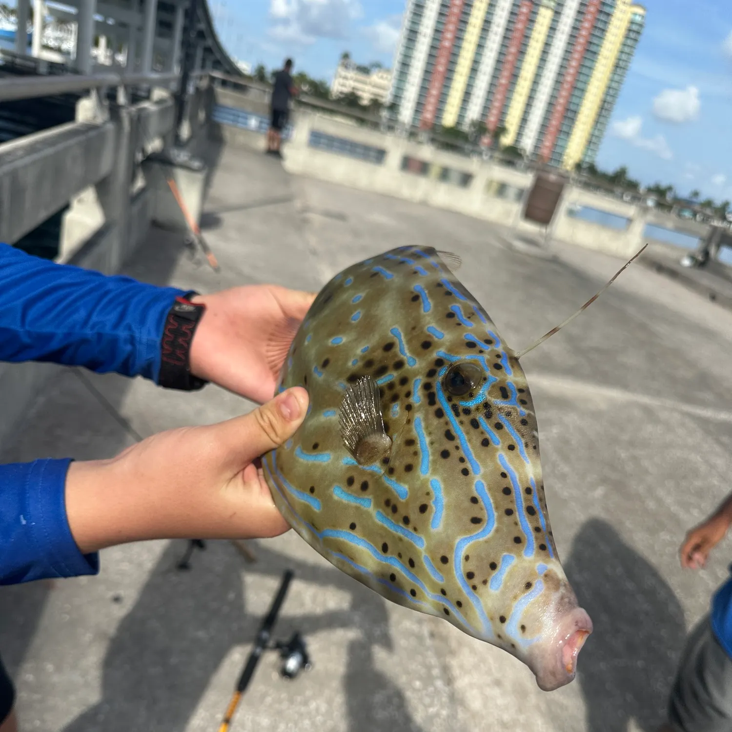 The most recent Scrawled filefish catches on Fishbrain