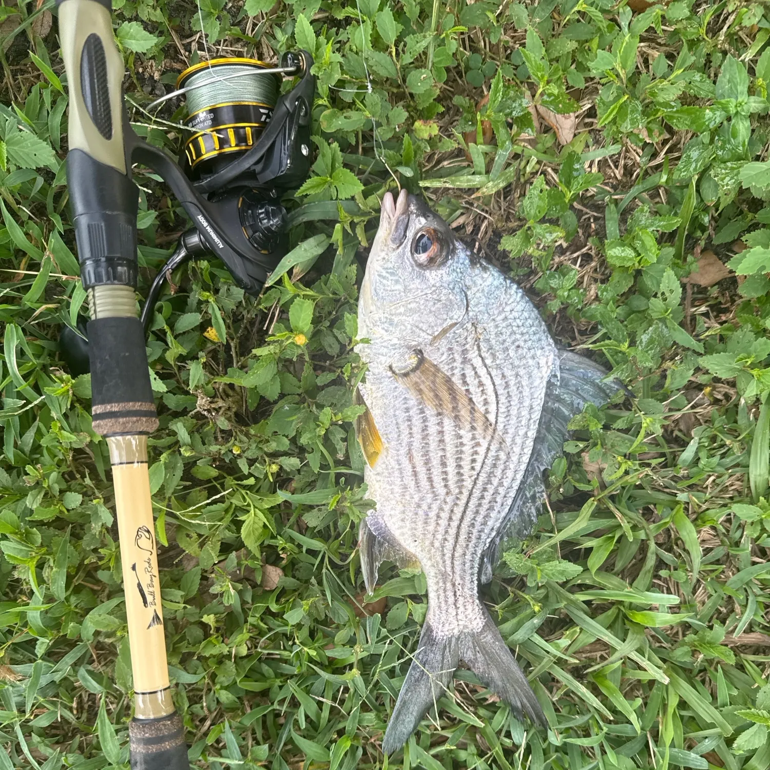 The most recent Striped mojarra catches on Fishbrain