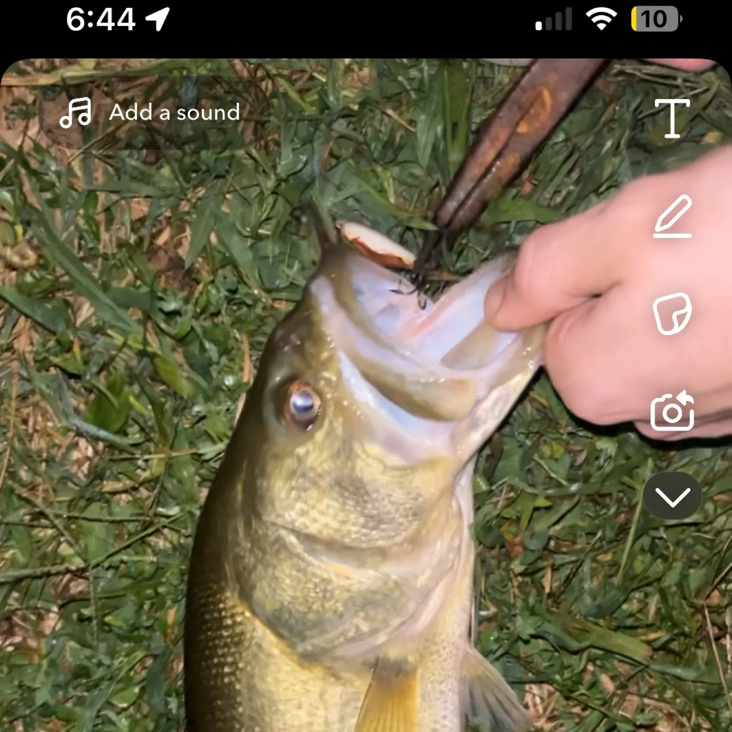 recently logged catches