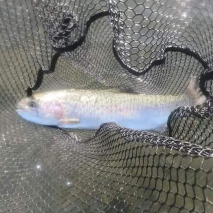 Sea trout caught on Fishbrain