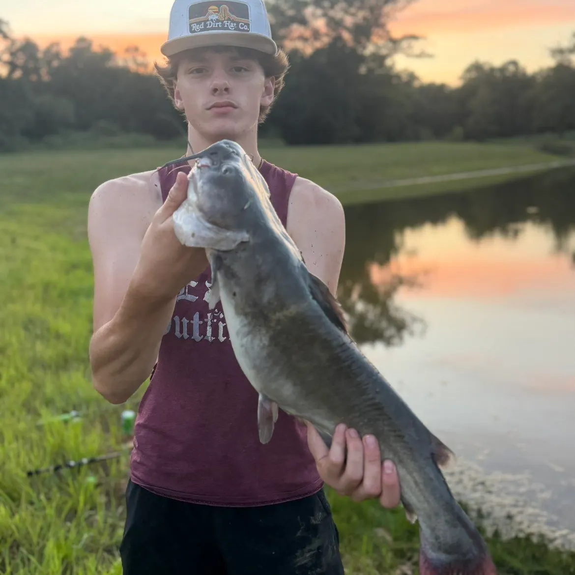 Channel catfish caught on Fishbrain