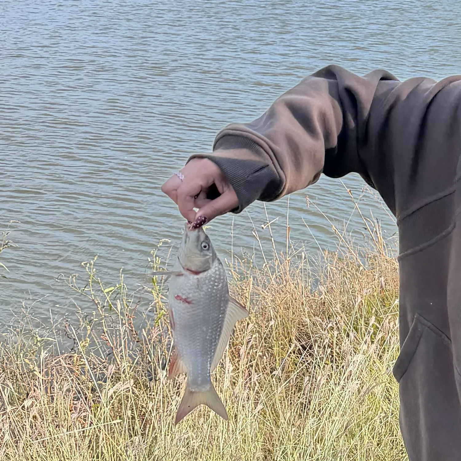 River carpsucker caught on Fishbrain