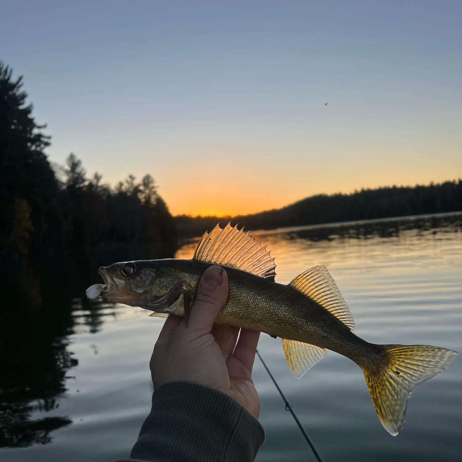 Walleye caught on Fishbrain