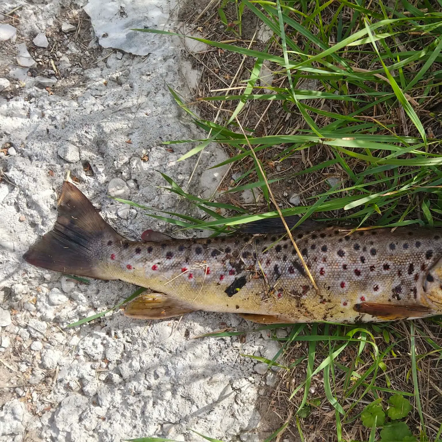 The most recent Sevan trout catches on Fishbrain
