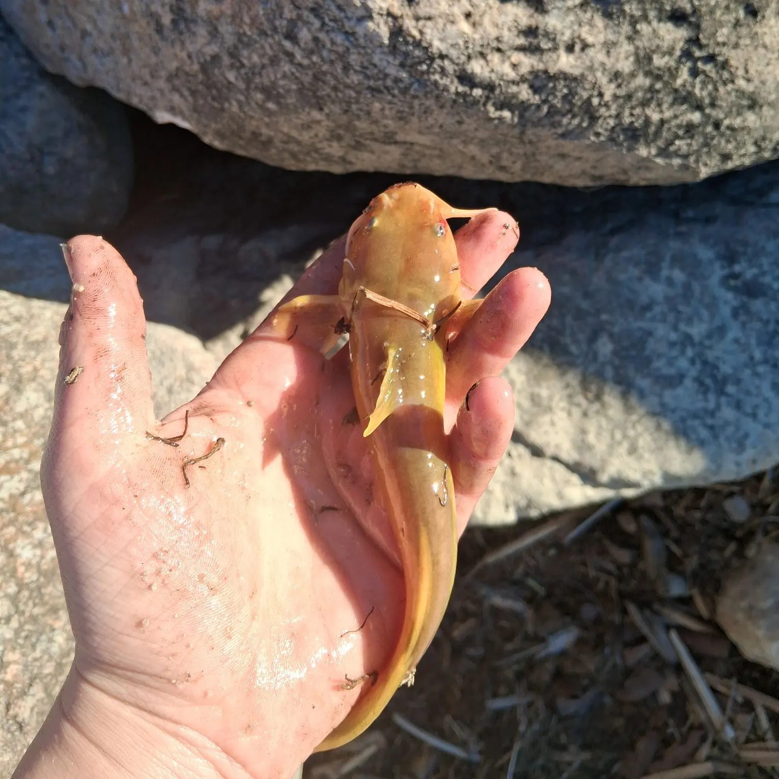 Stonecat caught on Fishbrain