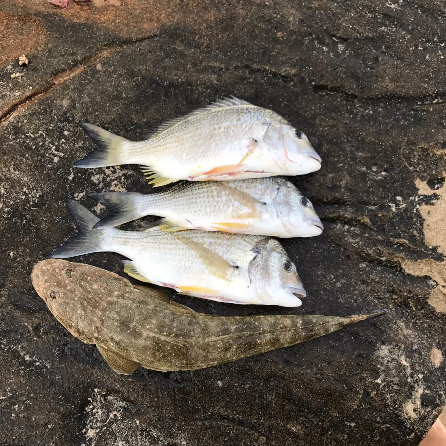 recently logged catches