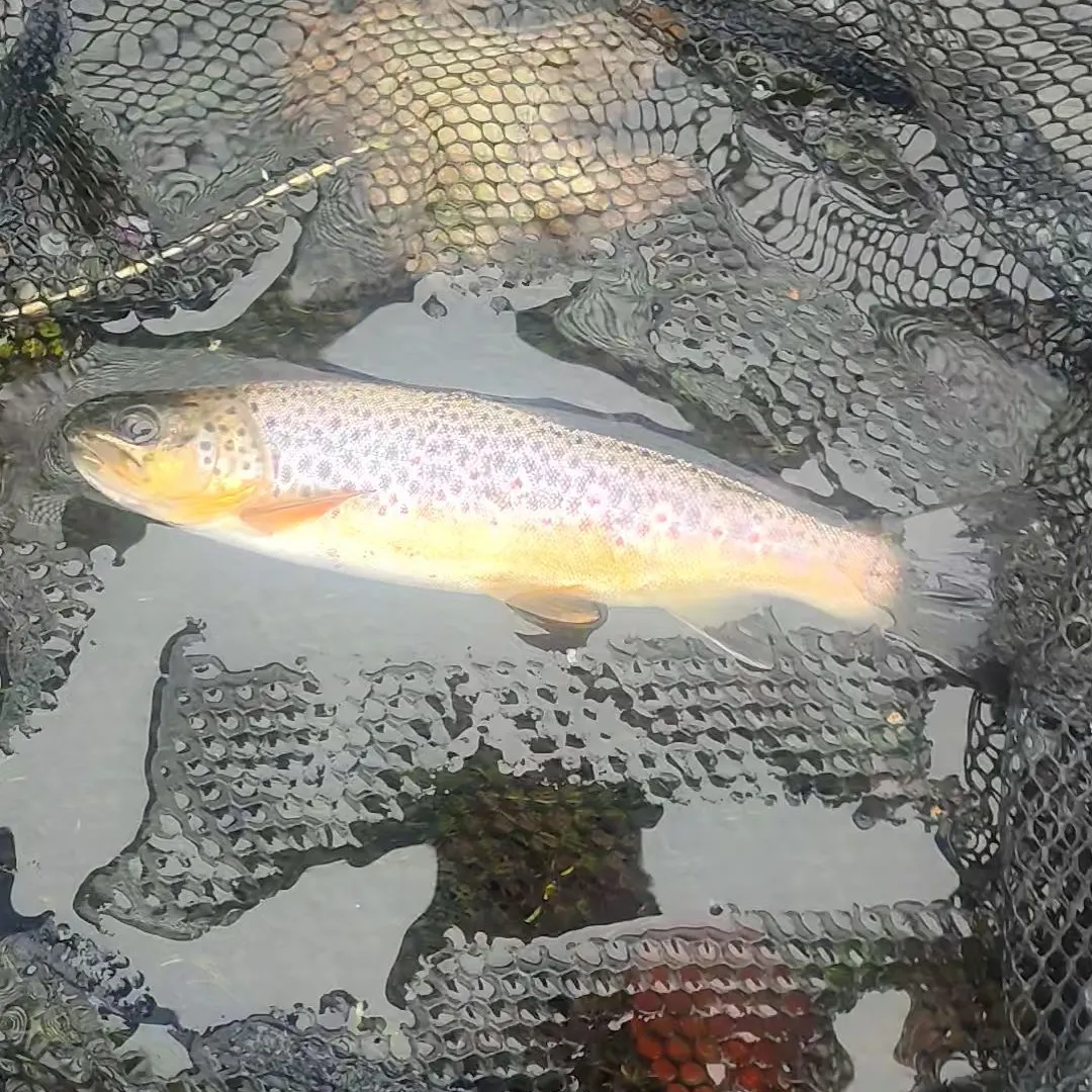 Brown trout caught on Fishbrain