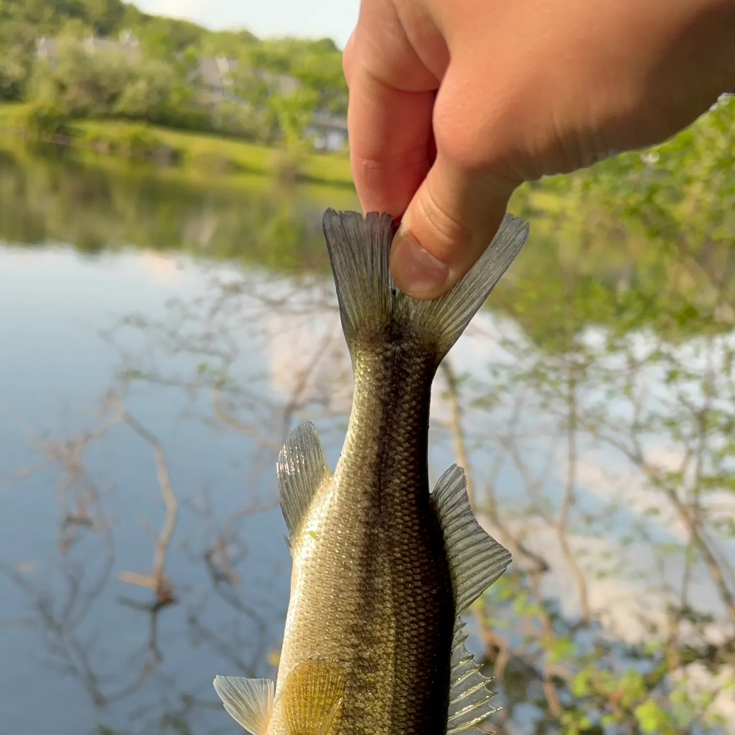 The most recent Atlantic cutlassfish catches on Fishbrain