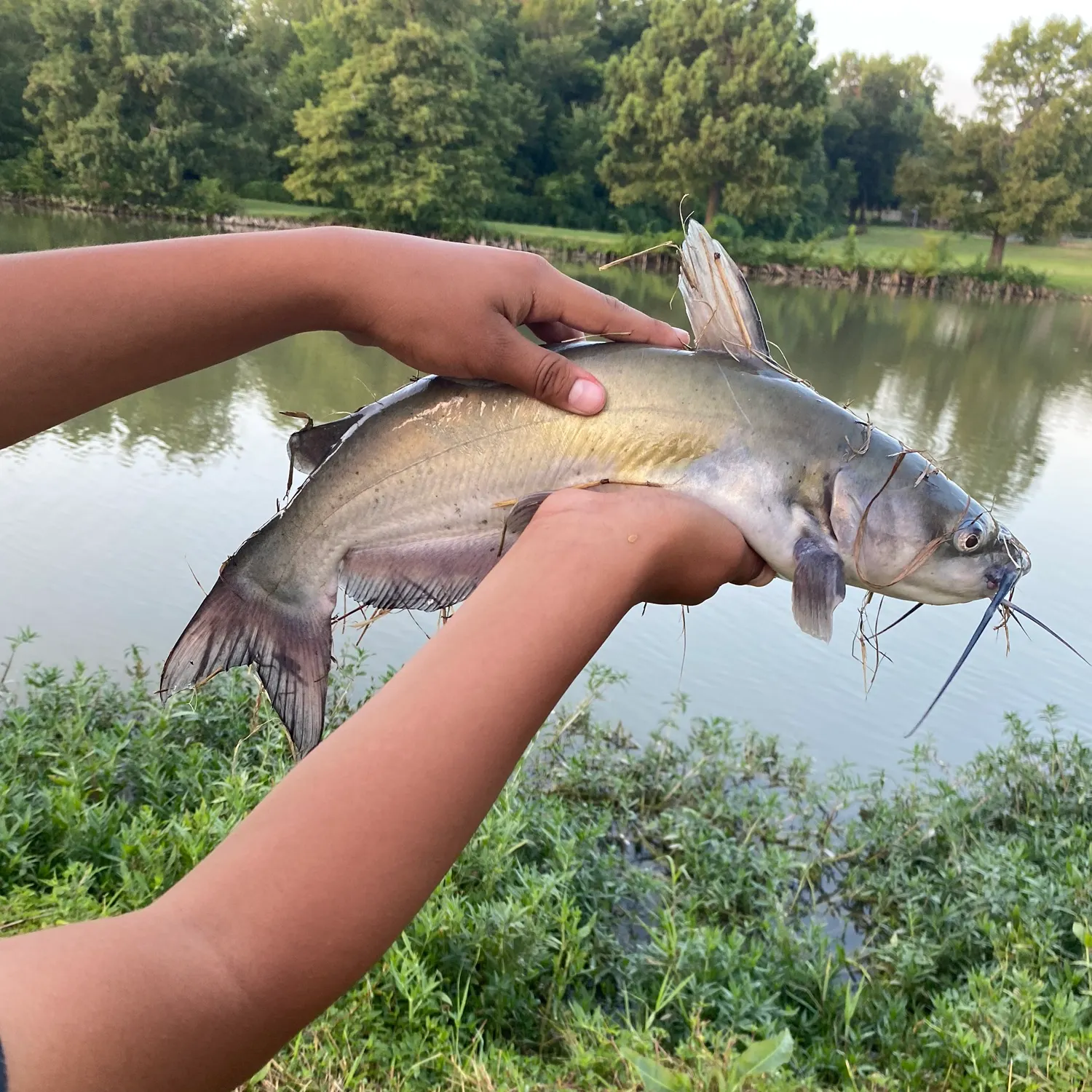 Channel catfish caught on Fishbrain