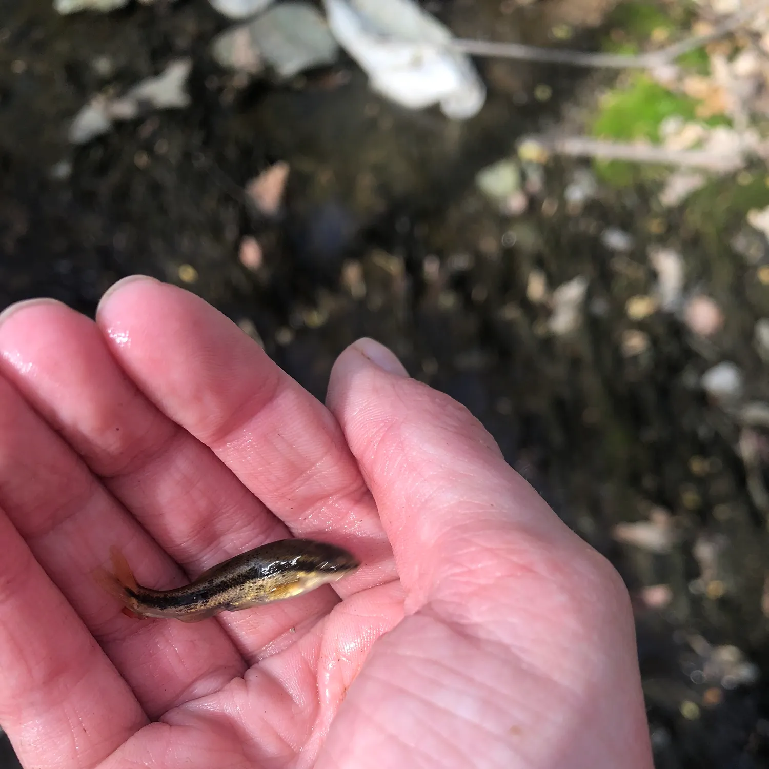 The most recent Eastern blacknose dace catches on Fishbrain