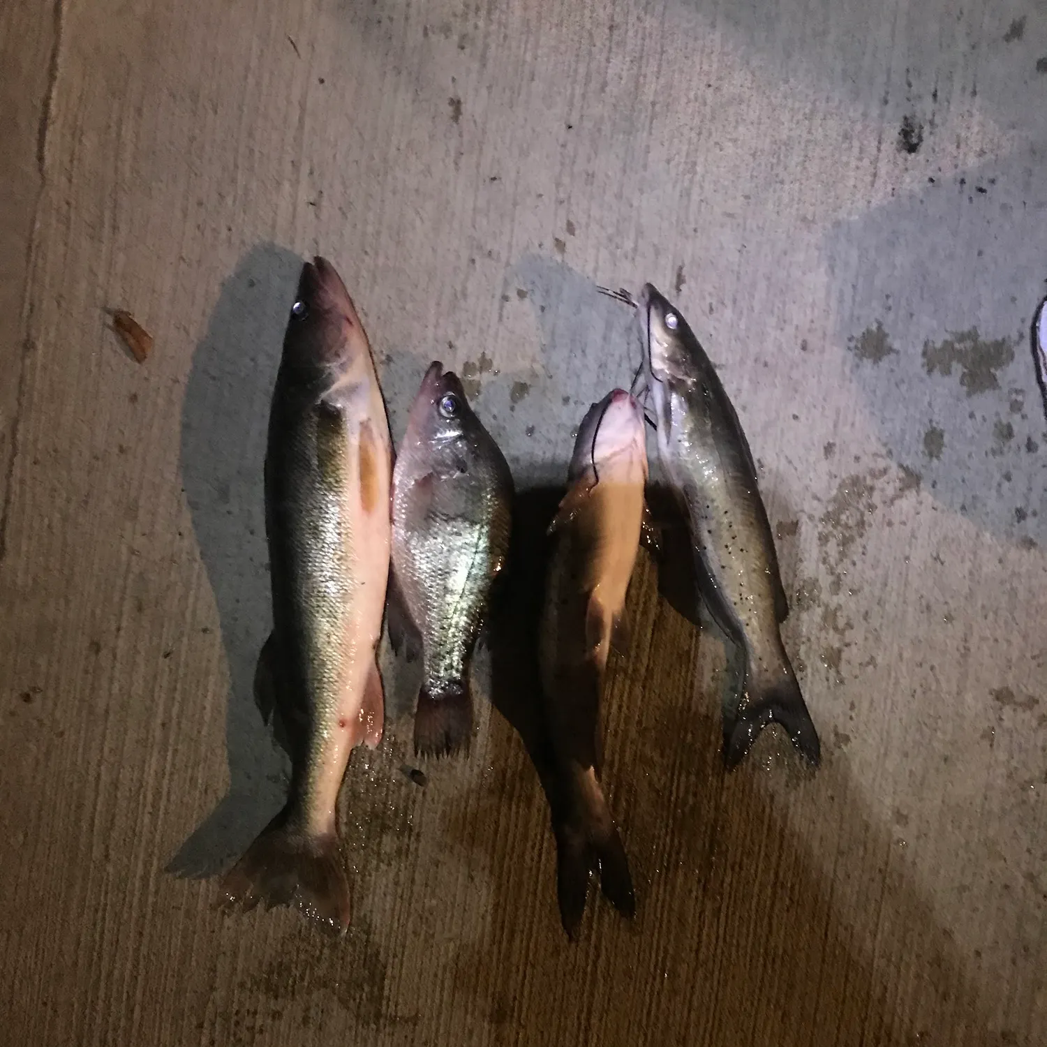 The most recent Channel catfish catches on Fishbrain