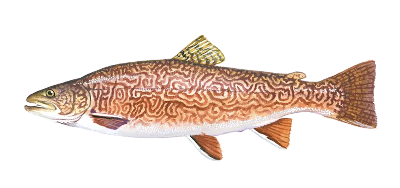 Tiger trout