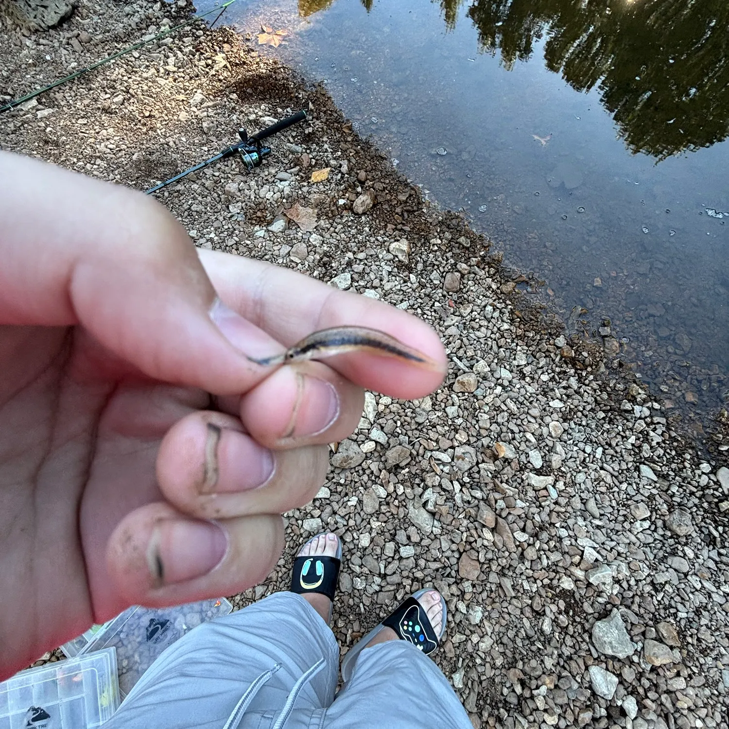 Creek chub caught on Fishbrain