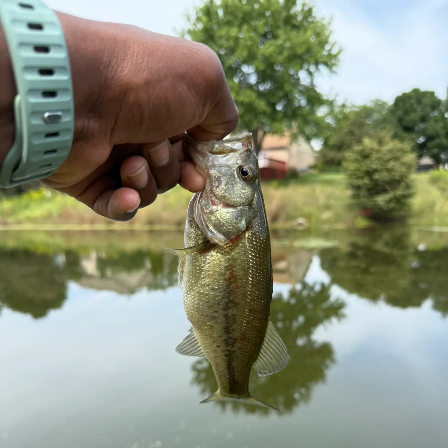 Largemouth bass caught on Fishbrain