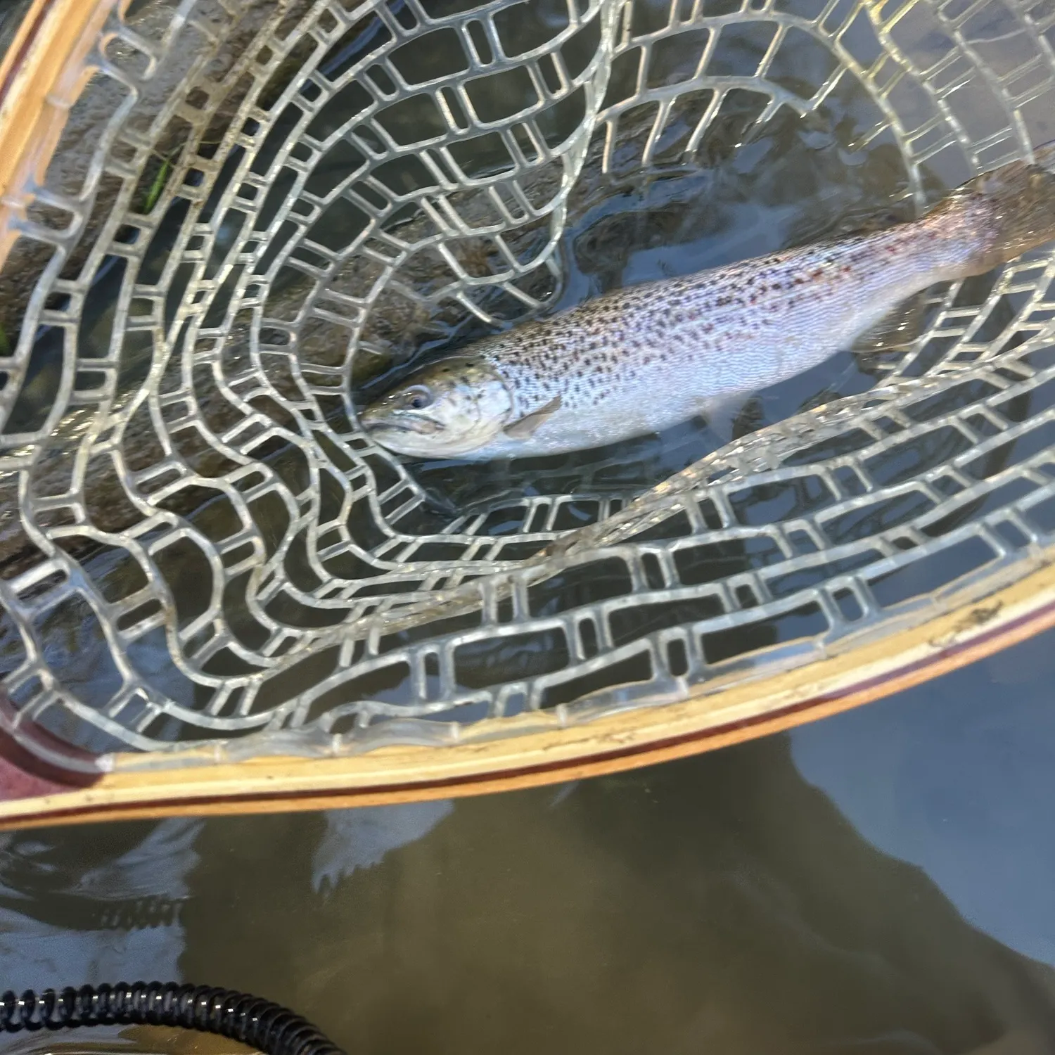Brown trout caught on Fishbrain