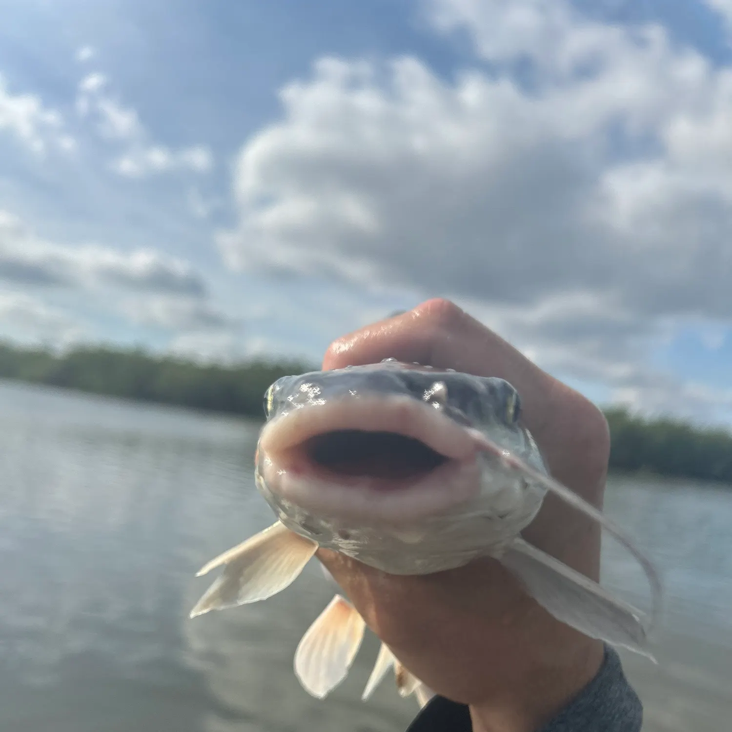 The most recent Hardhead sea catfish catches on Fishbrain
