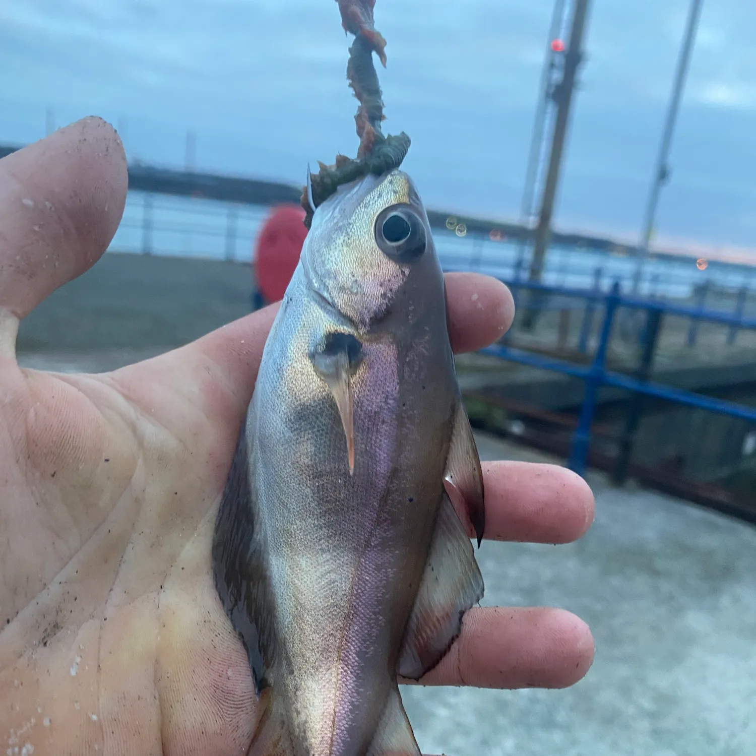 The most recent Whiting catches on Fishbrain
