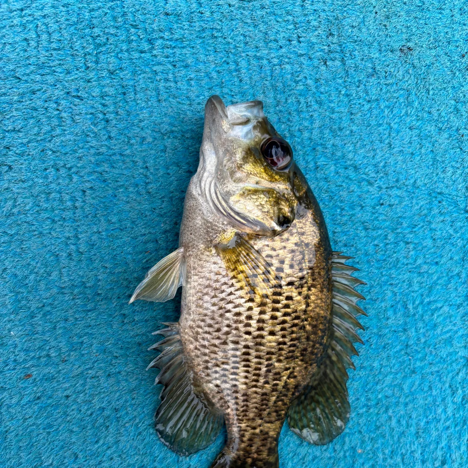 Rock bass caught on Fishbrain