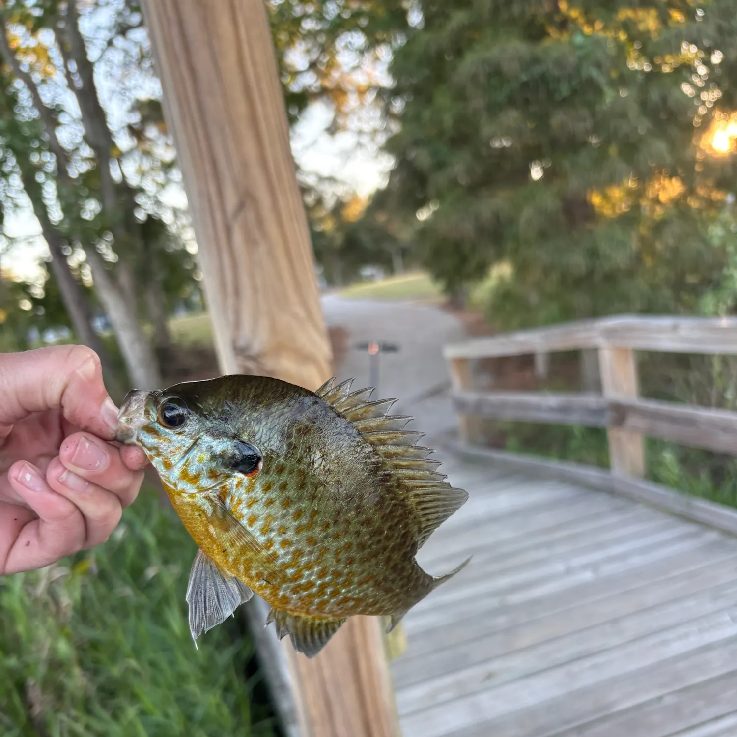Bluegill caught on Fishbrain