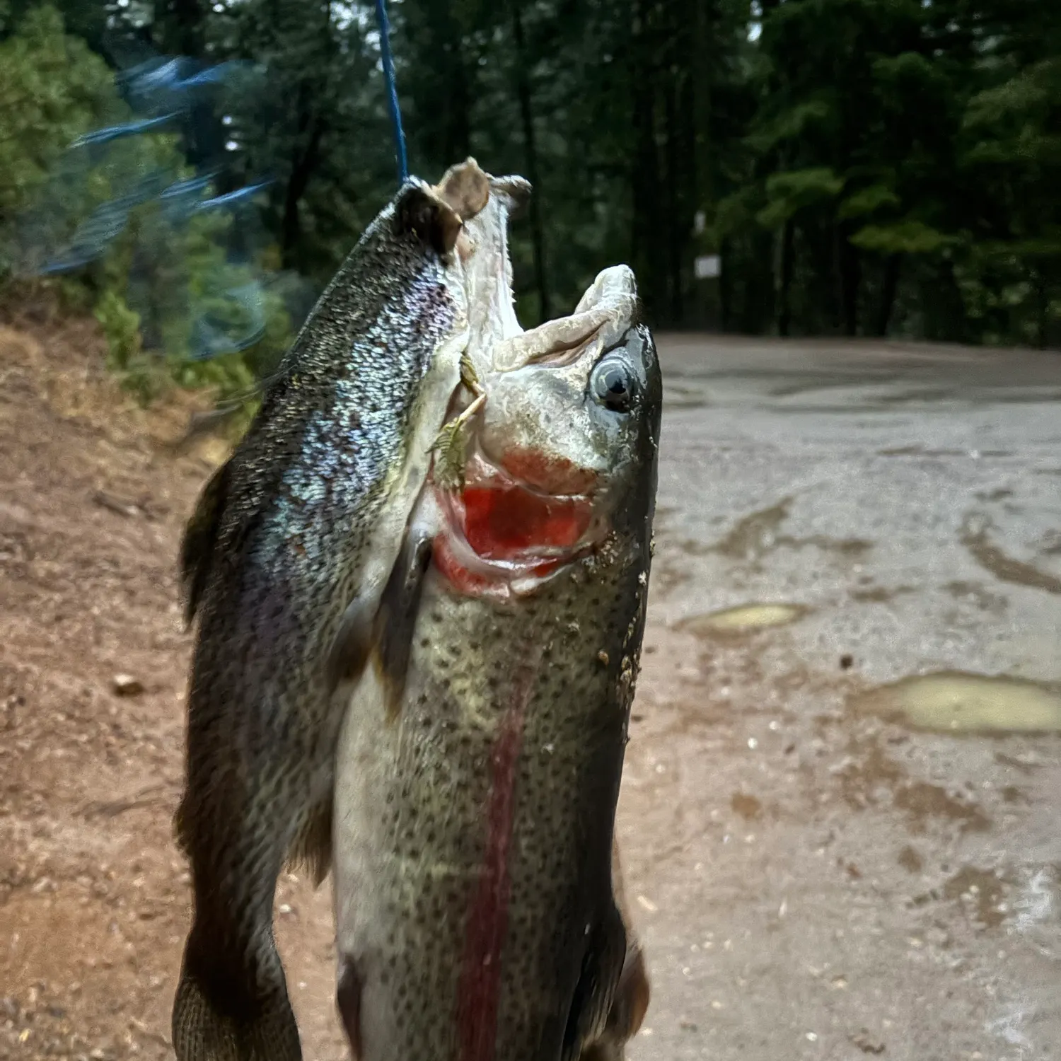 The most recent Cutbow catches on Fishbrain