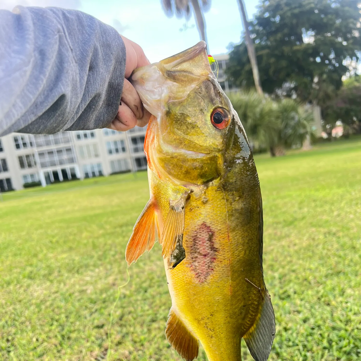 The most recent Butterfly peacock bass catches on Fishbrain