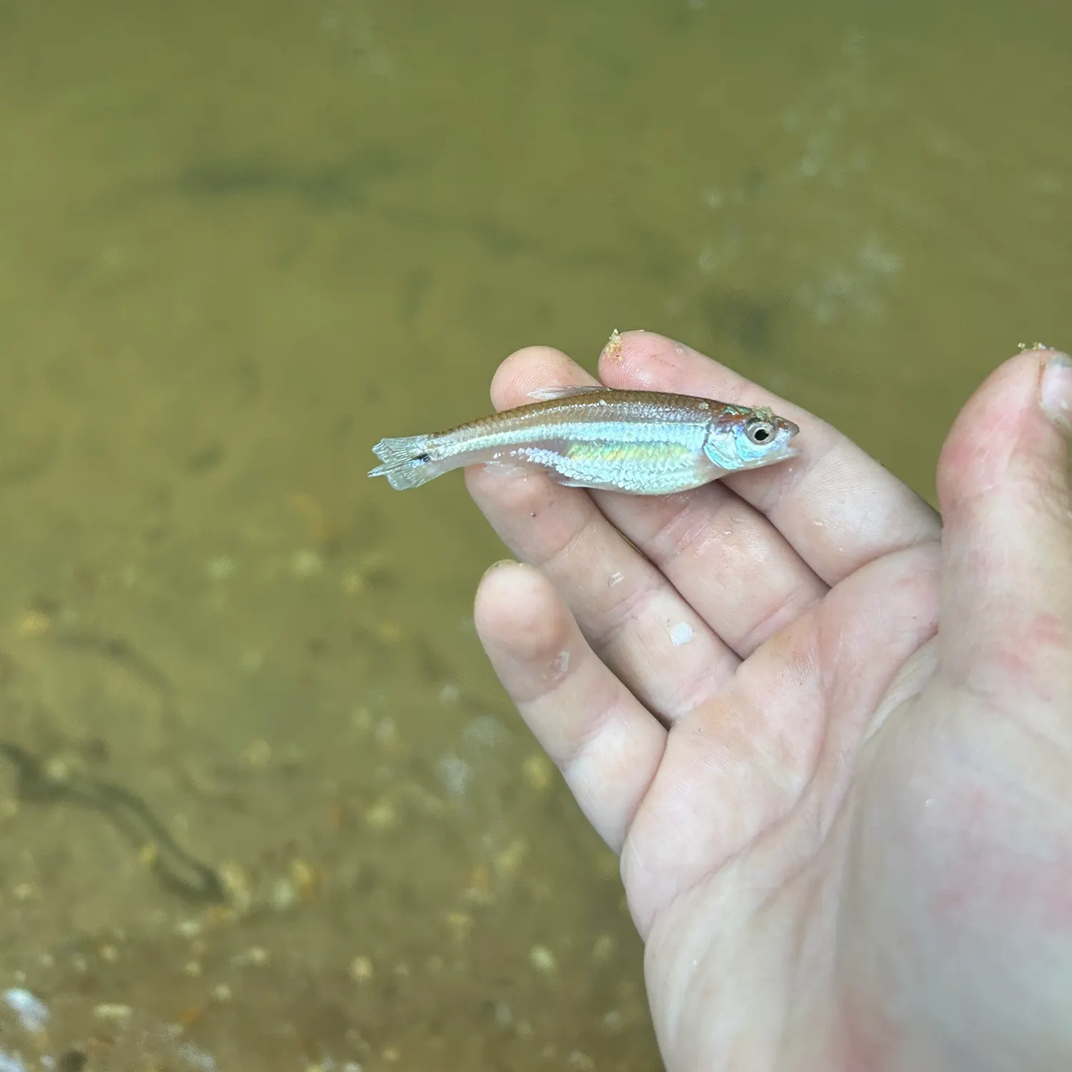 The most recent Rough shiner catches on Fishbrain