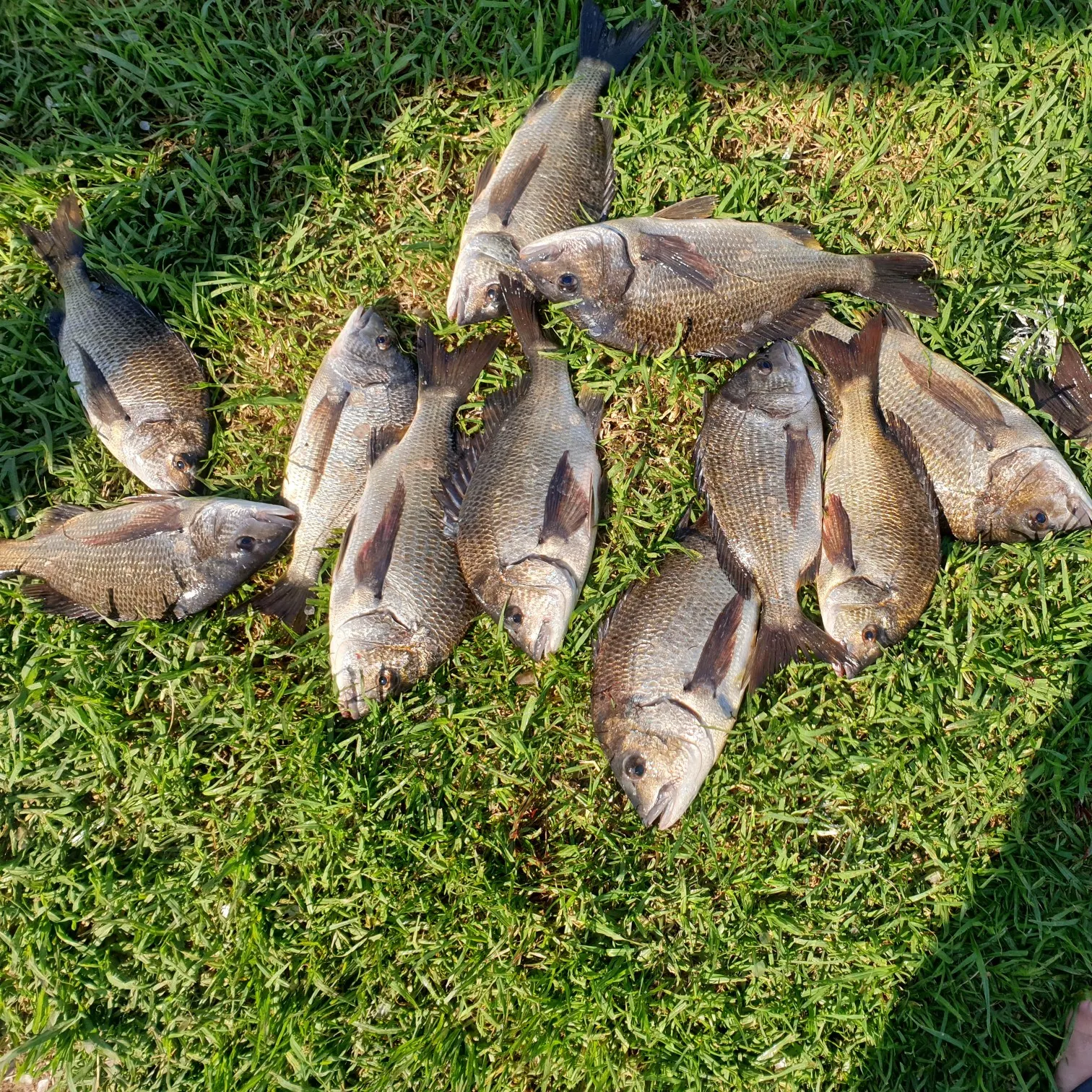 recently logged catches