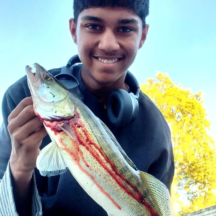 Zander caught on Fishbrain