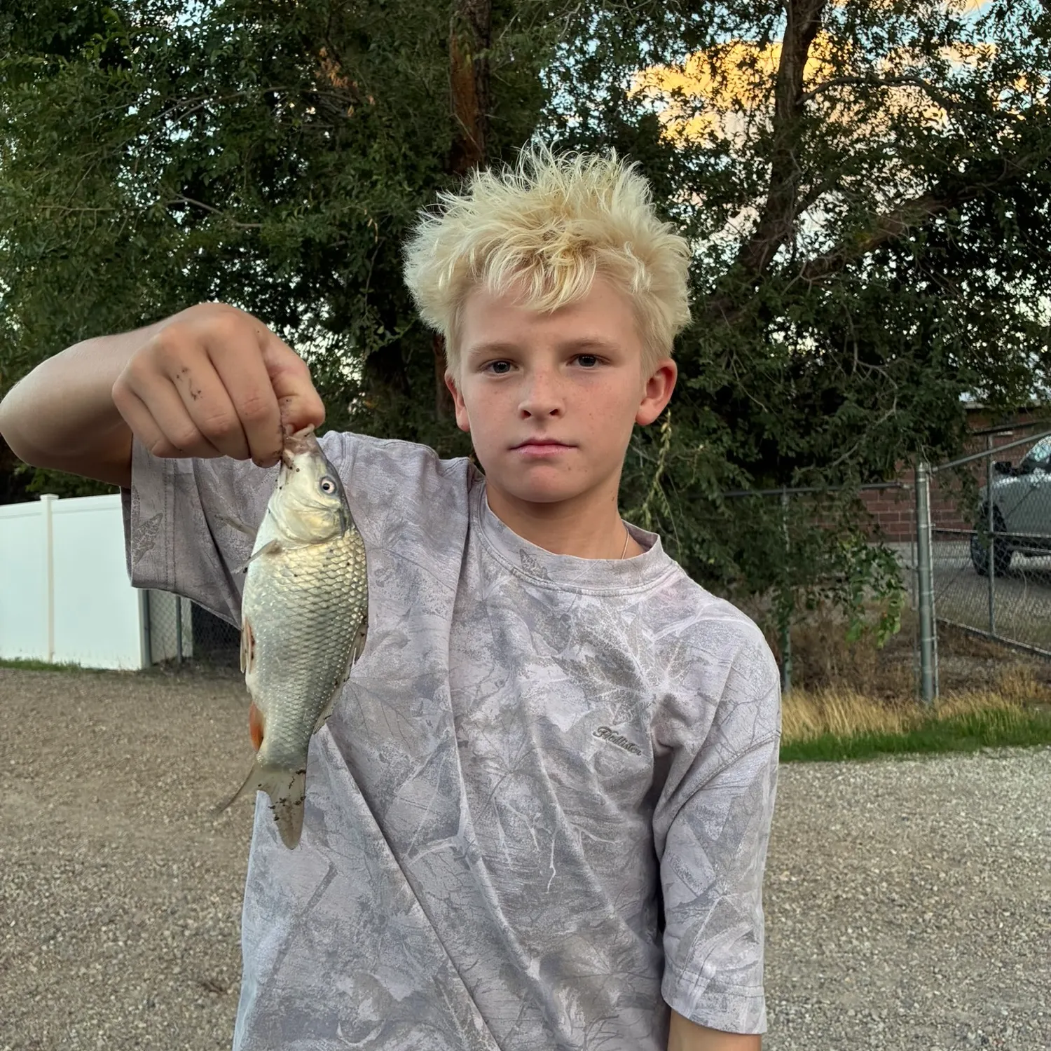 Common carp caught on Fishbrain