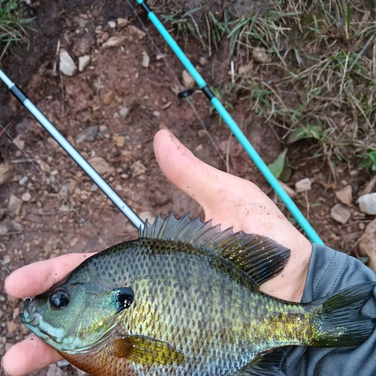 Bluegill caught on Fishbrain