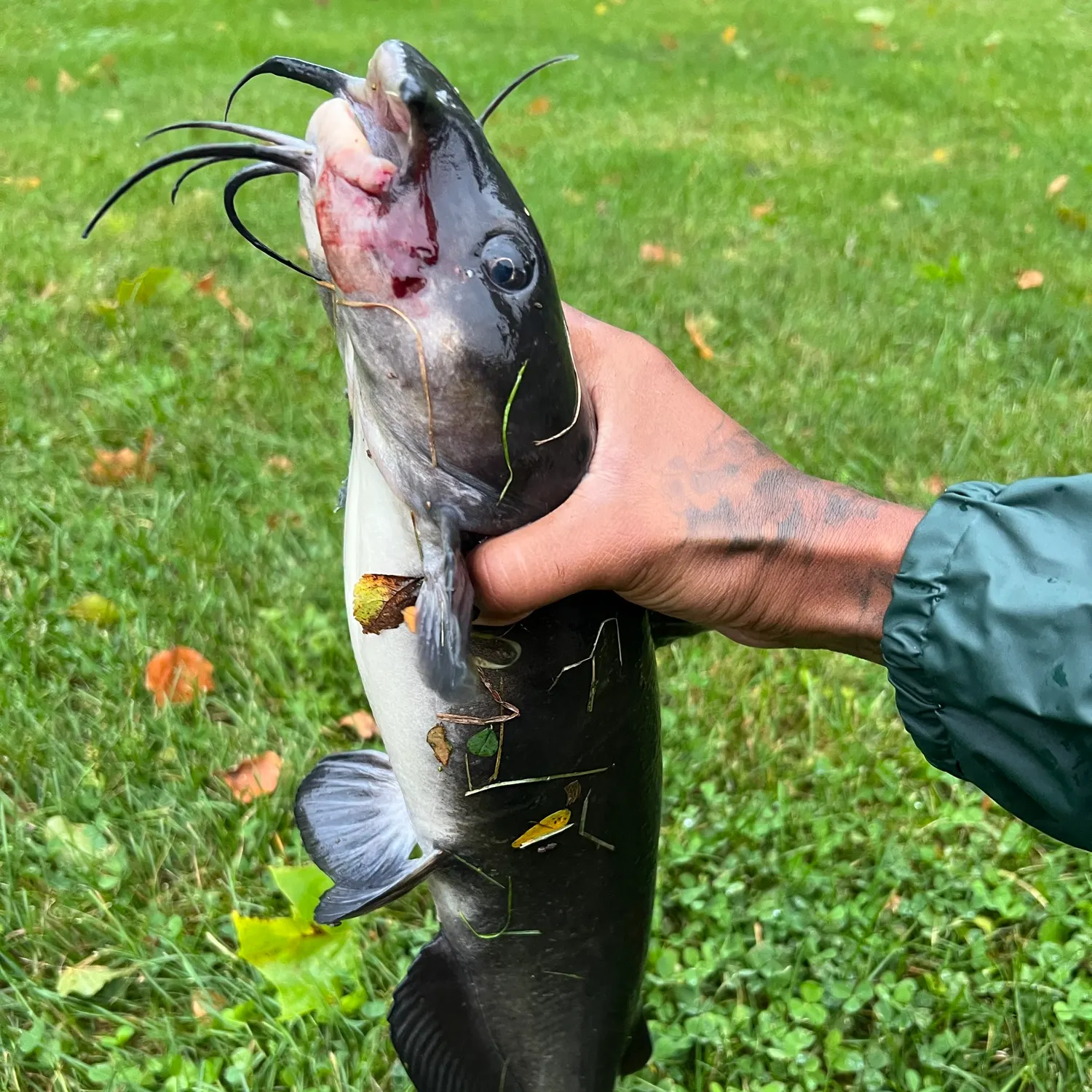 Channel catfish caught on Fishbrain