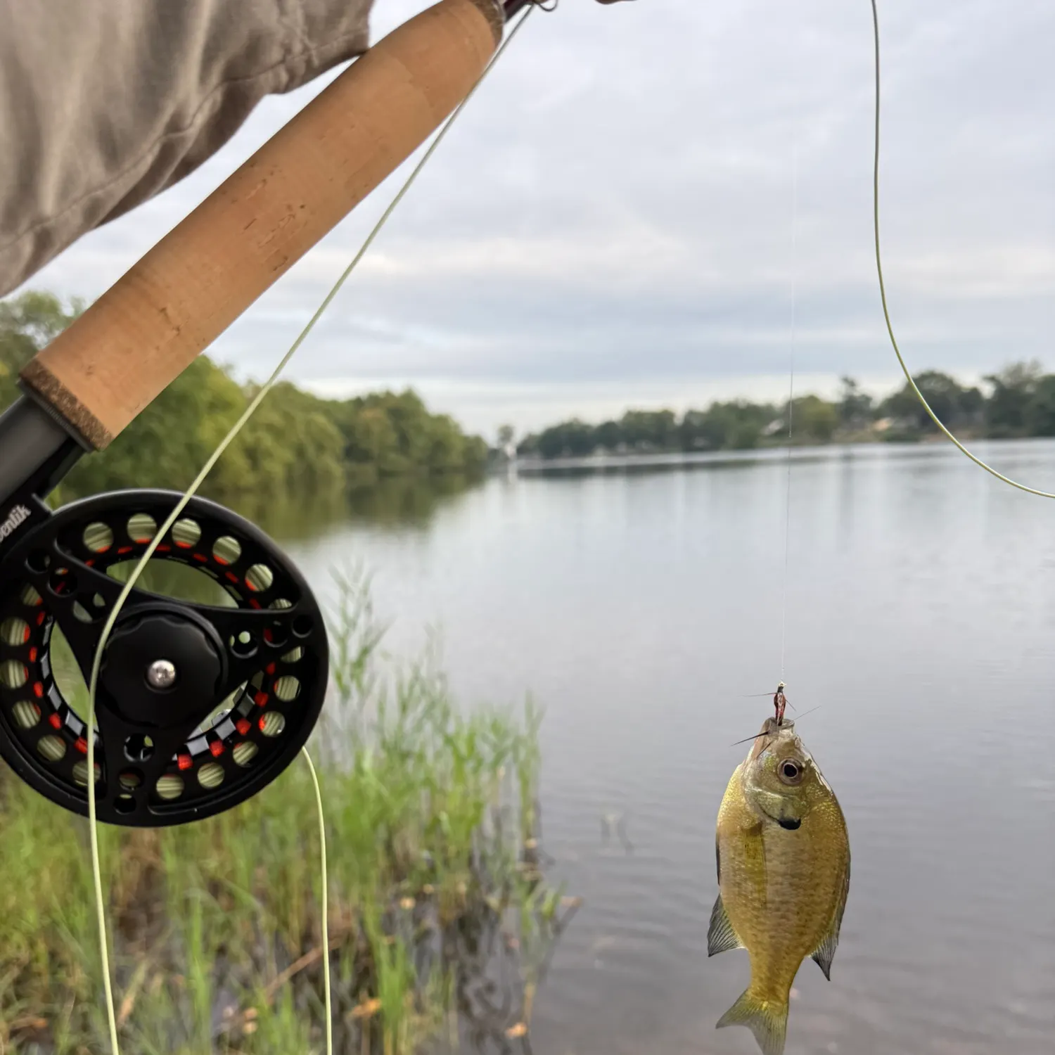 Bluegill caught on Fishbrain