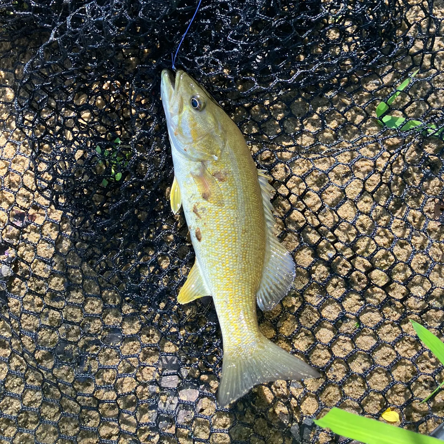 Smallmouth bass caught on Fishbrain