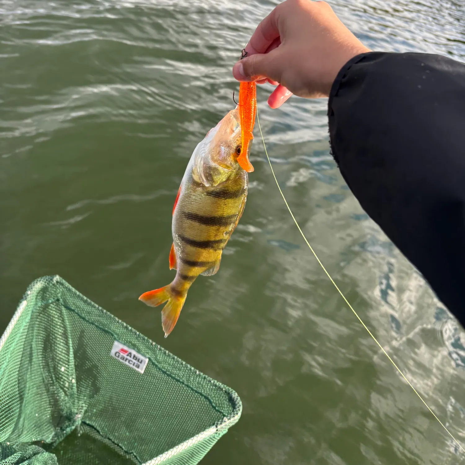 European perch caught on Fishbrain