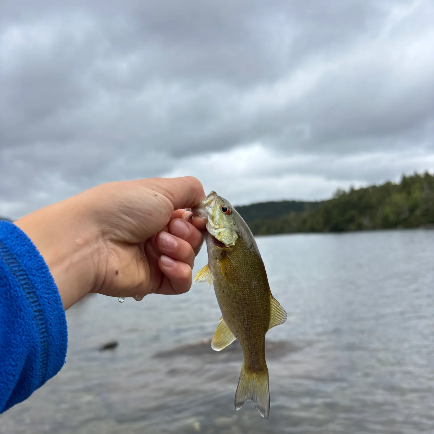 Smallmouth bass caught on Fishbrain