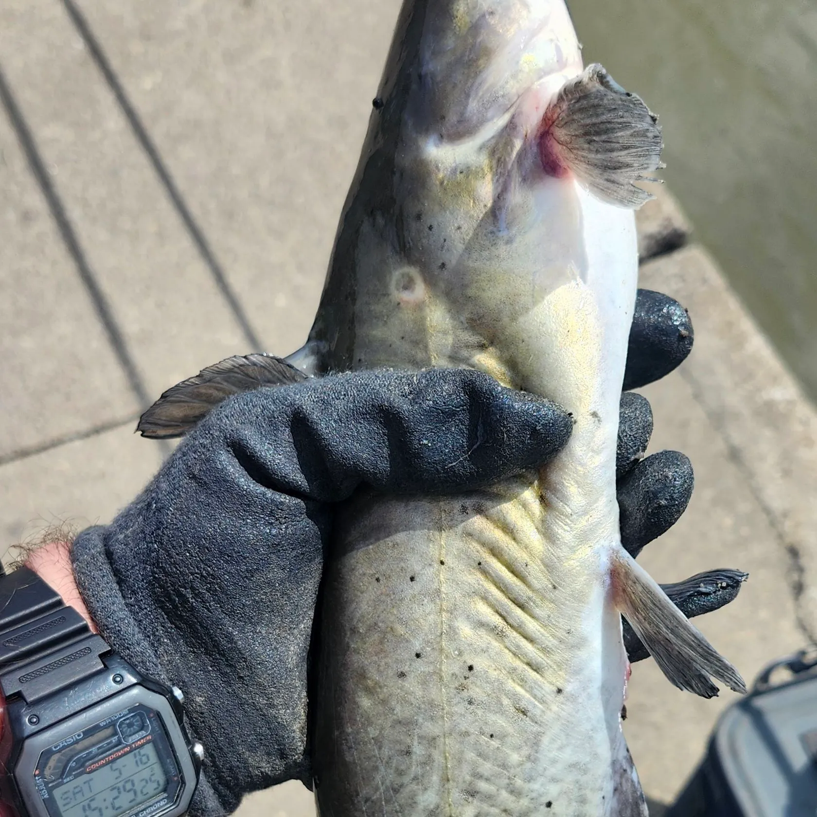 catch