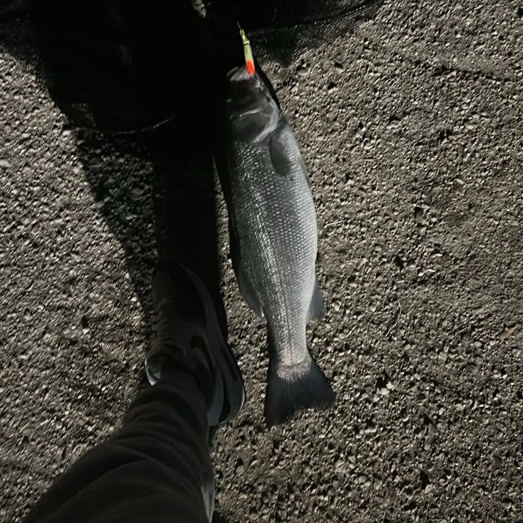 The most recent European seabass catches on Fishbrain