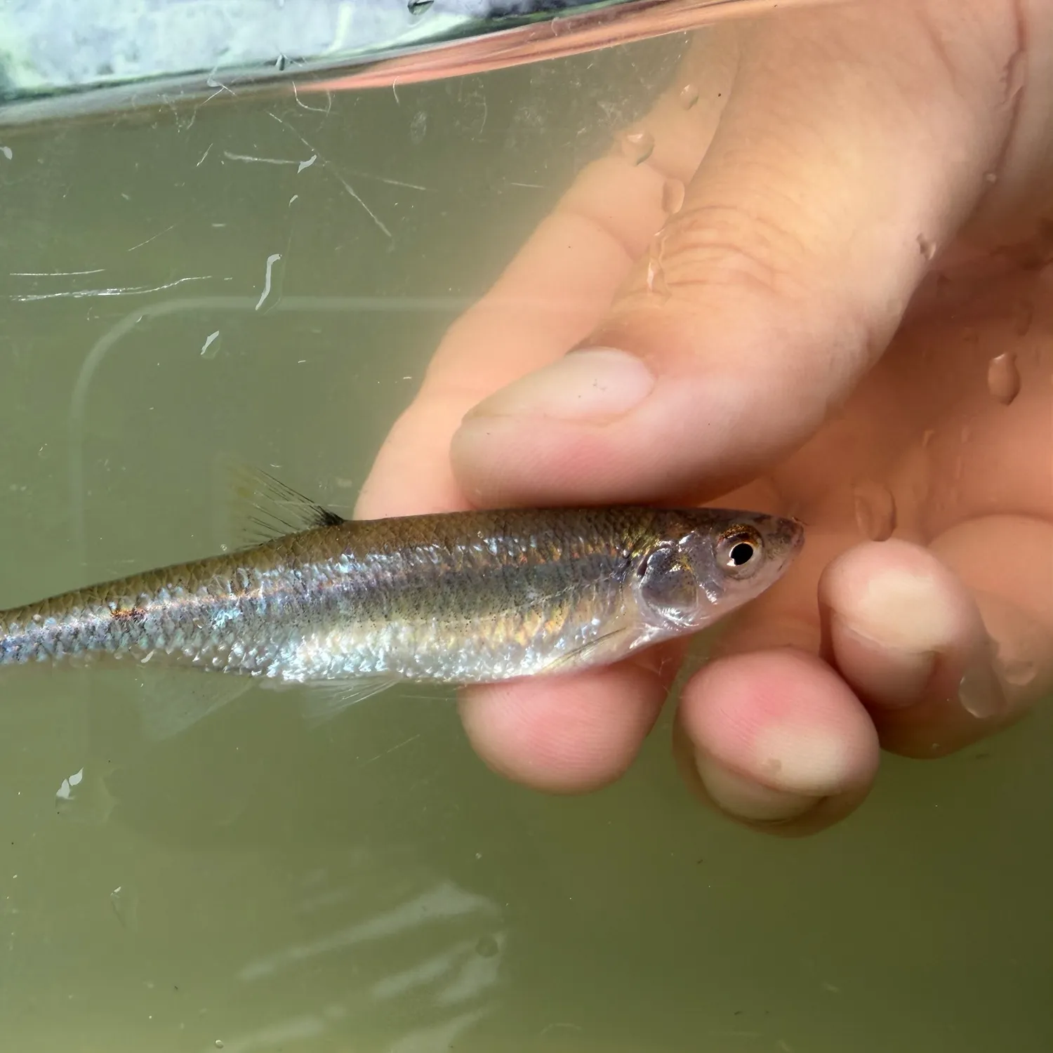 The most recent Scarlet shiner catches on Fishbrain