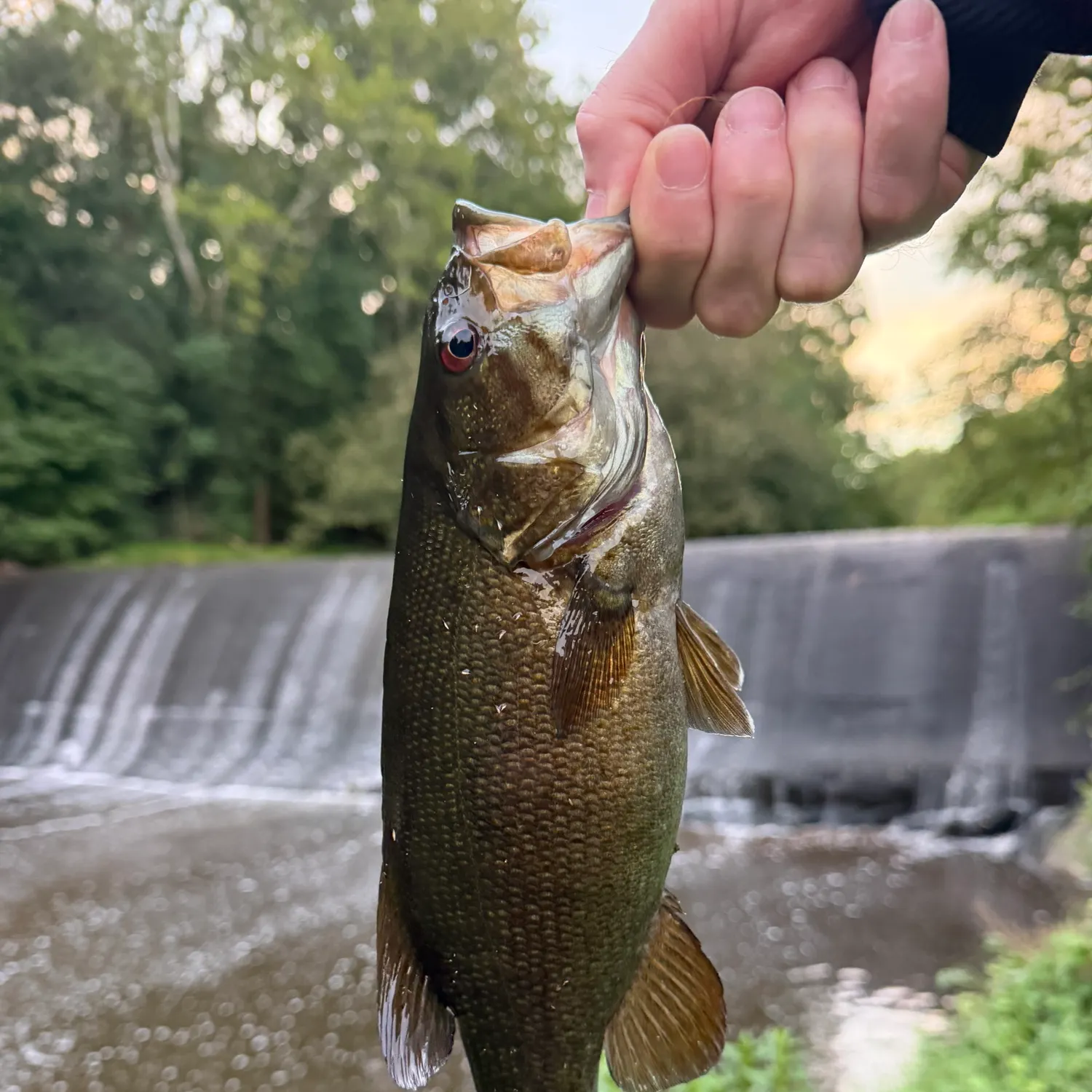 Smallmouth bass caught on Fishbrain