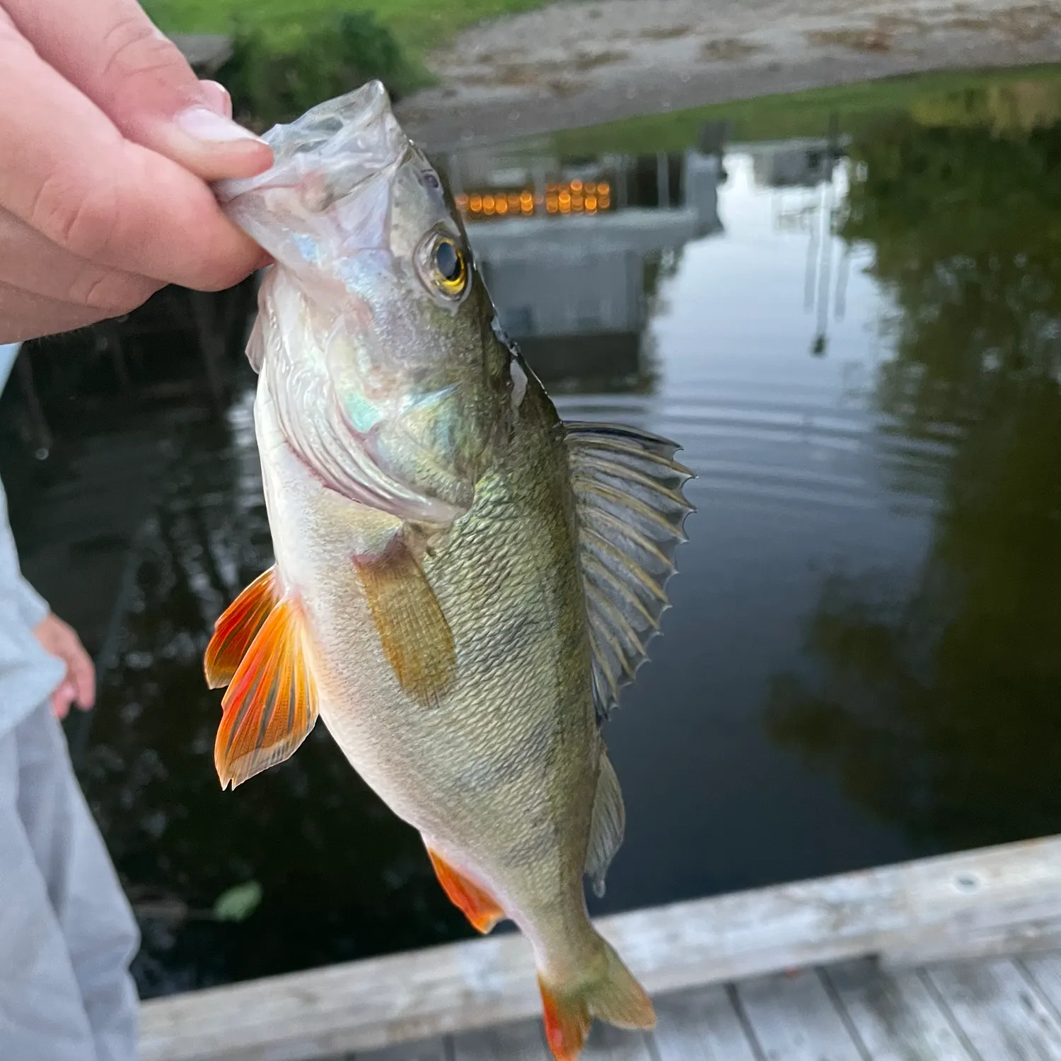 European perch caught on Fishbrain